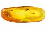 Detailed Fossil Fly, Beetle and Wasp in Baltic Amber #139076-4